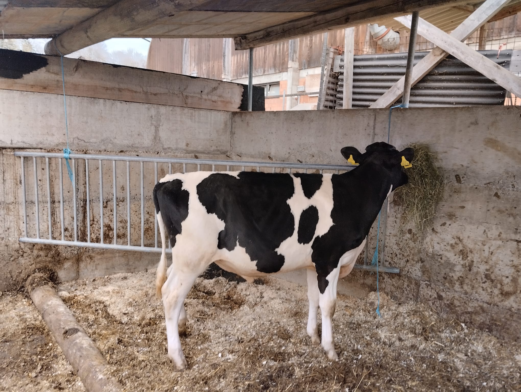 Taurillon Holstein