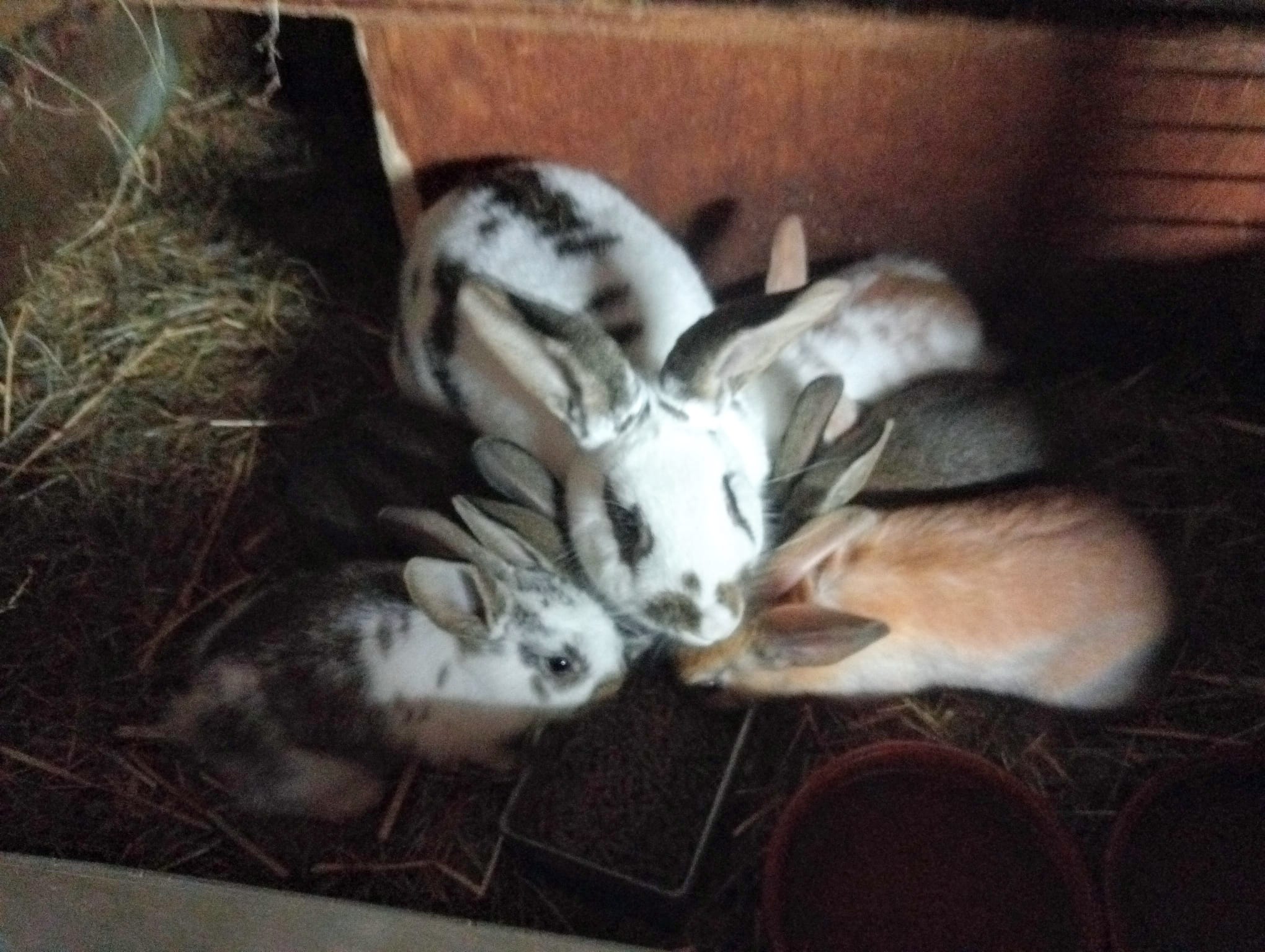 Famille lapin